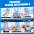 Playset Set 4-6 Dentist for Boys with Oversized Pretend Teeth /Removable Teeth /Braces /Retainer - Kids Doctors Play