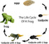 Gemini&Genius Life Cycle of Frog Figurines, Bulk Insect Growth Diary Action Figures, Fun Learning Gifts, Party Favors