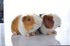 8 Inch Black and Orange Guinea Pig Plush Toy Stuffed Animal Doll