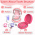3-5 Set, 3 4+ Playset, 3 4 5 Lehoo Castle Doctor Kit for Toddlers Girls, Kids Dentist Play Toys for Year Old Girls