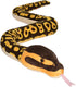 Wild Republic 54" Ball Python Snake Plush Stuffed Animal Toy, Gifts for Kids
