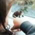 3" 3+ Safari Ltd. River Otter Figurine - Realistic Wildlife Figure - Educational Toy for Boys, Girls, and Kids Ages