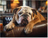 Bulldog On The Couch Jigsaw Puzzle for Adults - 500 Piece Cute Bulldog Animal Puzzle
