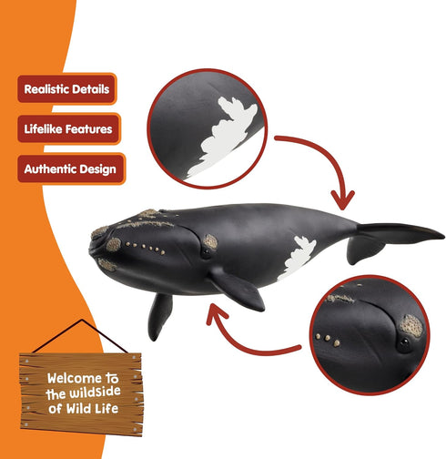 7 3+ 14878 schleich Wild Life - North Atlantic Right Whale Toy with Realistic Details - Durable Animal Figurine