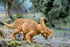6.25" 3+ Safari Ltd. Vagaceratops Figurine - Detailed Dinosaur Figure - Educational Toy for Boys, Girls, and Kids Ages
