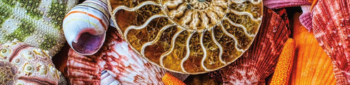 Ceaco 750 Piece Jigsaw Puzzle - Sensory - Starfish and Shells