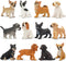 Toymany 12PCS Mini Dog Figurines Toy Set, Realistic Detailed Plastic Puppy Figures, Cake Toppers Gift