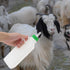 1 Set Lamb Feeding Bottle, Goat Feeding Tools, Pig Feeding Bottle, White Piglet
