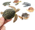 Toymany 6PCS Realistic Sea Turtle Figurines, Plastic Ocean Sea Animals Figures Set for Kids Birthday Gift