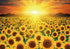 1000 Piece Premium Jigsaw Puzzle - Golden Sunflower A-1158