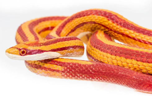 Safari Ltd. Corn Snake Figurine, Lifelike 5.25" Model Figure, Educational Toy for Kids Ages 3+