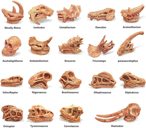19 PCS Mini Mammal Skull Set, Realistic Dinosaur Bones Playsets for Prehistoric Animals Collection
