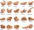 19 PCS Mini Mammal Skull Set, Realistic Dinosaur Bones Playsets for Prehistoric Animals Collection