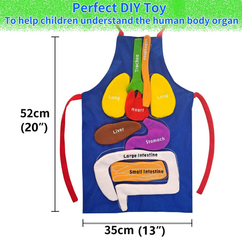 3D Organ Apron, Human Body Organs Awareness Educational Toy for Kids, Anatomy Costume Apron Model