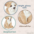 Bearington Lil' Tug - 6.5 Inch Bulldog Plush Stuffed Animal