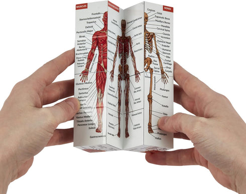 Kits of Medicine 9 Human Anatomy Study Cube | Study Parts of The Human Body | Perfect Anatomy Revision Guide |