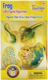 Insect Lore Frog Life Cycle Stages