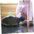 Floating Pool Thermometer for Kids - Safe Bath Toy with Temperature Sensor