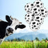 Charniol 20 Pieces Cow Balloons - Funny Print Latex Balloons for Children's Birthday Farm Party Decoration