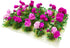 20Pcs Miniature Flower Cluster Grass Flower Tufts for Mini Dollhouse Fairy Garden Railway Simulated Static Scenery Micro Landscape Model (Rose)