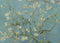 1000 Piece Puzzle for Adults - Almond Blossoms by Van Gogh - Famous Oil Painting Jigsaw Puzzles 1000 Pieces
