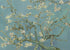 1000 Piece Puzzle for Adults - Almond Blossoms by Van Gogh - Famous Oil Painting Jigsaw Puzzles 1000 Pieces