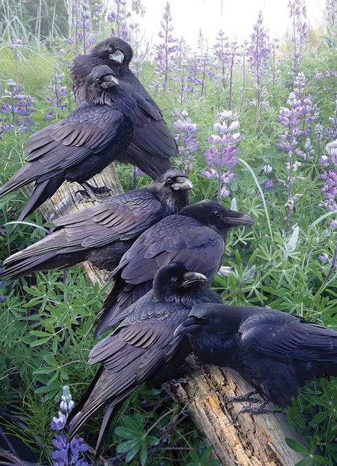 Cobble Hill 1000 Piece Puzzle - Raven Rendezvous with Sample Poster Included
