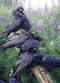 Cobble Hill 1000 Piece Puzzle - Raven Rendezvous with Sample Poster Included