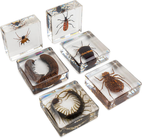 Set, 3-8-12 Insect Specimen Bugs Collection Scientific Education Gift for Kids Aged (Millipede, Centipede, Dragonfly