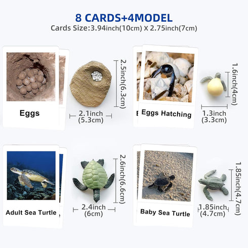 MEROCO Life Cycle of Turtle Montessori 3 Part Cards - Educational Toys for Toddlers