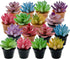 Cayway Dollhouse Plant Miniature 16 PCS Artificial Plant Tiny Bonsai Model for Doll House Garden Decorations