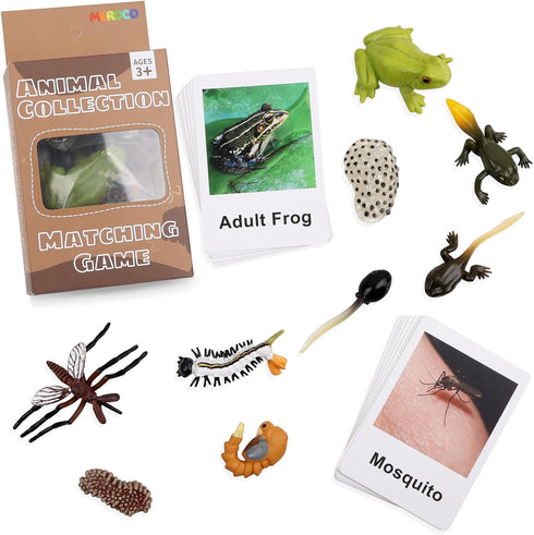 MEROCO Live Tadpole to Frog Life Cycle Toys for Kids, Educational Insect Matching Game
