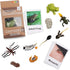 MEROCO Live Tadpole to Frog Life Cycle Toys for Kids, Educational Insect Matching Game