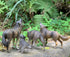 Gemini&Genius Howling Wolf Animal Toys - Family Playset with Realistic Gray Wolf Toy Figurines, Ages 3+ (4 Pcs)