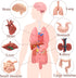 VICROIC 8 3D PCS Mini Human Body Model for Kids, Human Organ Model Anatomy, Physiology Realistic Study Tools