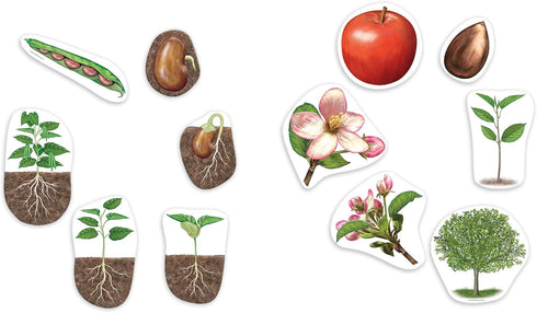 Learning Resources Giant Magnetic Plant Life Cycle - 12 Pieces for Kids Science Exploration Activities