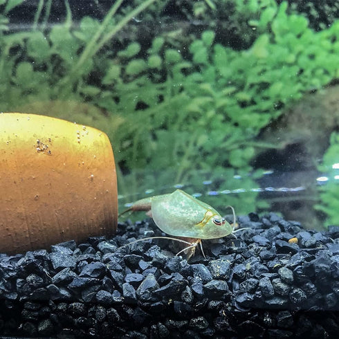 GreenWaterFarm Triops Longicaudatus Eggs for Hatching and Culture, Suitable for Pet and Science Project