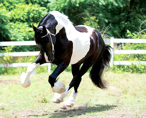 Breyer Horses Traditional Series Battlefield Angel-Ezra HP - Grand Champion Dressage Model Toy