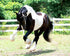 Breyer Horses Traditional Series Battlefield Angel-Ezra HP - Grand Champion Dressage Model Toy