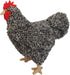 Adore 12" Standing Roxy The Hen Plush Stuffed Animal Toy