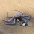 Set, Gemini&Genius King Crab and Spider Crab Toys Marine Animals Toys Sea Animal Action Figures Gift Great