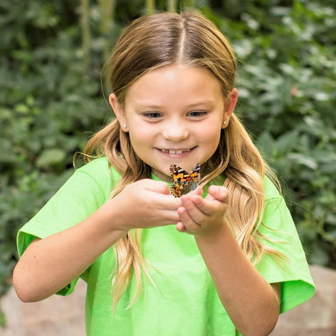 Insect Lore Butterfly Garden, Butterfly Kit with Live Caterpillars, 5 Caterpillars, Reusable Habitat, STEM Journal &