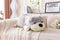 Bulldog Gray Stuffed Animal Plush Hugging Pillow for Boys and Girls, Children's Day Gift, 23.6in/60cm