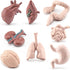 Mini Human Organ Set, 8 Piece 3D Human Anatomy Model for Kids, Mini Body Parts Sets, Anatomy and Physiology Study Tools