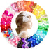 CÉLLOT 40 Pieces 4.5 Inch Hair Bows for Girls - Clips Grosgrain Ribbon Boutique Hair Bow Alligator Clips for Girls