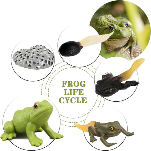 Mbrain5pcs Frog Growth Cycle with Flash Cards, Life Cycle Learning Montessori Toys for 3-7 Year Olds