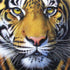 SUNSOUT INC Golden Tiger Face Jigsaw Puzzle, 1000 pc by Artist Jurek, Finished Size 26" x 26", MPN# 58628
