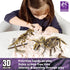 Dinosaur Fossil Dig Kit, Dino Excavation Kits for Kids, Educational Science Kits with 3D Skeleton Puzzles
