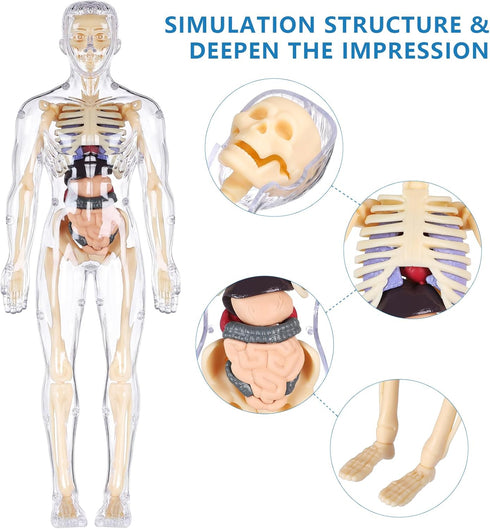Human Body Model for Kids, 29 Piece Transparent Anatomy Figure Kit with Removable Organs for Ages 6+
