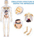 Human Body Model for Kids, 29 Piece Transparent Anatomy Figure Kit with Removable Organs for Ages 6+
